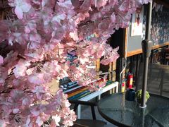 -柴犬高等学院·狗咖·柴犬售卖·宠物训练