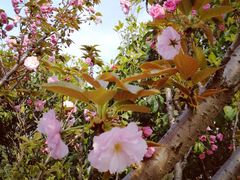 -奈雪的茶(市百一店)