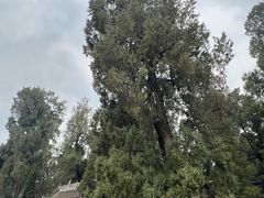 -武侯墓风景区