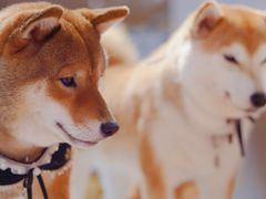 -柴务处·柴犬主题狗咖