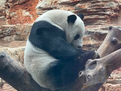 -石家庄市动物园