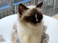 -怪兽屋·羊驼·猫咖·狗咖(俊华广场店)