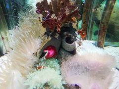 -太平洋海底世界