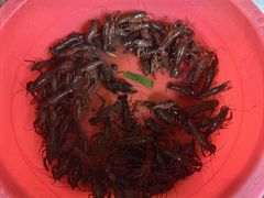 -同銮特种养殖场·龙虾垂钓