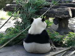 -都江堰中华大熊猫苑