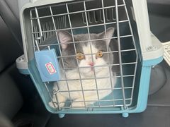 -御宝贝·A梦猫科宠物医院(国际猫友好医院)