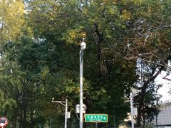 -三里屯东五街银杏大道