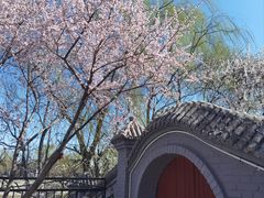 -桃花堤公园