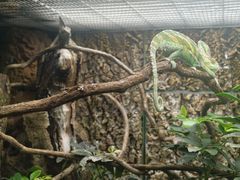 -广州长隆飞鸟乐园