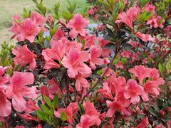 -中国科学院华南植物园
