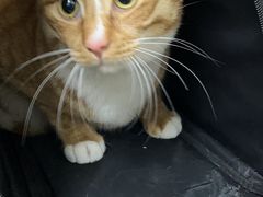 -关爱宠物医院·猫科中心·消化科(滨湖万达分院)