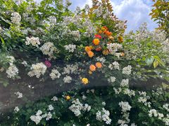 -小鱼草莓采摘园农家乐·小鱼餐厅