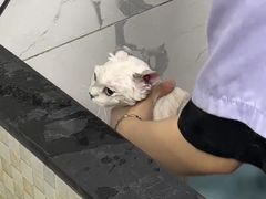 -瑞派紫金宠物医院24小时·骨科·中兽医·重症转诊中心(番禺大石院)