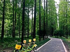 -黄海国家森林公园