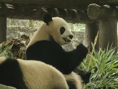 -乡土特色.冷锅鱼.牦牛肉汤锅