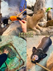 -Zoolung Zoolung动物主题公园(海信广场店)