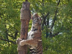 -上海野生动物园老虎餐厅