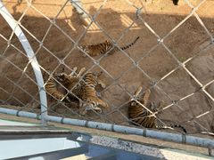 -西霞口神雕山野生动物世界