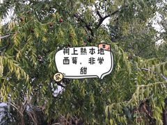 -马白开来特色羊排揪片子  (总店)