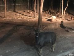 -清迈夜间动物园