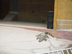 -白洋淀景区