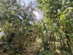 -燕晗山郊野公园
