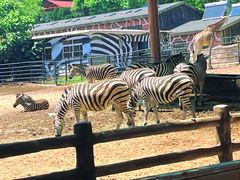 -大连森林动物园