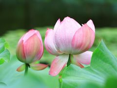 -陈家山荷花公园