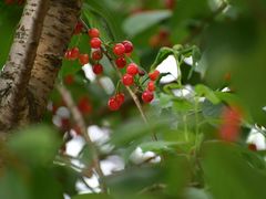 -樱桃山旅游景区