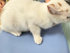 -宠福鑫康馨动物医院·骨科·眼科