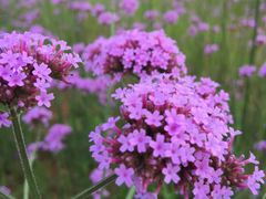 -洋湖国家湿地公园