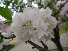 -苏州上方山国家森林公园