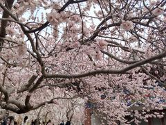 -桃花堤公园