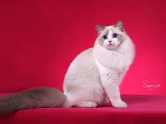 -超宠爱宠物摄影-Super pet