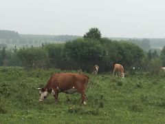 -塞罕坝国家级自然保护区