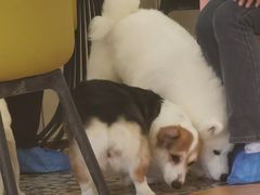 -Let's go狗咖·猫咖·奶狗·桌游(春熙路IFS店)