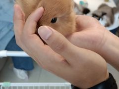 -怪兽屋·羊驼·猫咖·狗咖(俊华广场店)