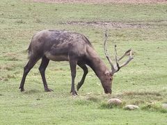 -北京麋鹿生态实验中心