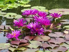 -莲花池公园