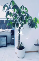 -瓷肌博士·祛痘科技美肤