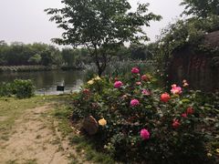 -鹅湖玫瑰文化园