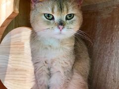 -喵屿·大理花园猫咖