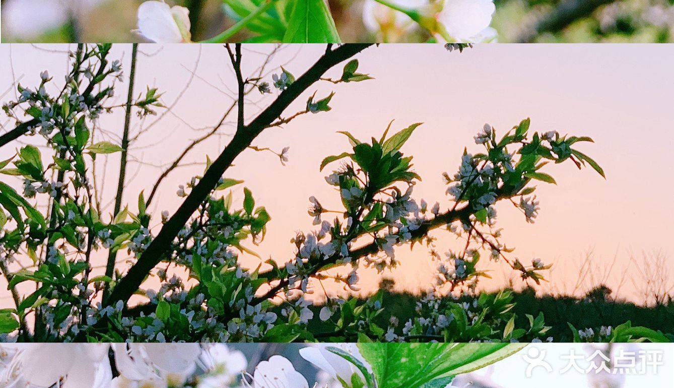 小众岛屿 |苏州洞庭西山🌈采茶的季节🍃