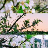 小众岛屿 |苏州洞庭西山🌈采茶的季节🍃