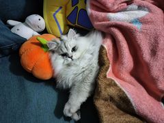 -猫大福·Fortune Cat猫舍(百子湾店)