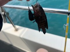 -小猫钓鱼海钓俱乐部(椰梦长廊店)