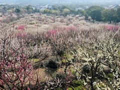 -香雪海