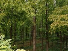 -黄海国家森林公园