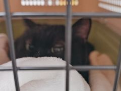 -凯特喵百思猫专科医院
