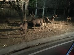 -清迈夜间动物园